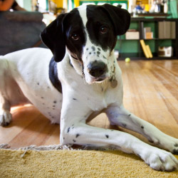 DogWatch of the Piedmont, Oak Park, VA | Indoor Pet Boundaries Contact Us Image