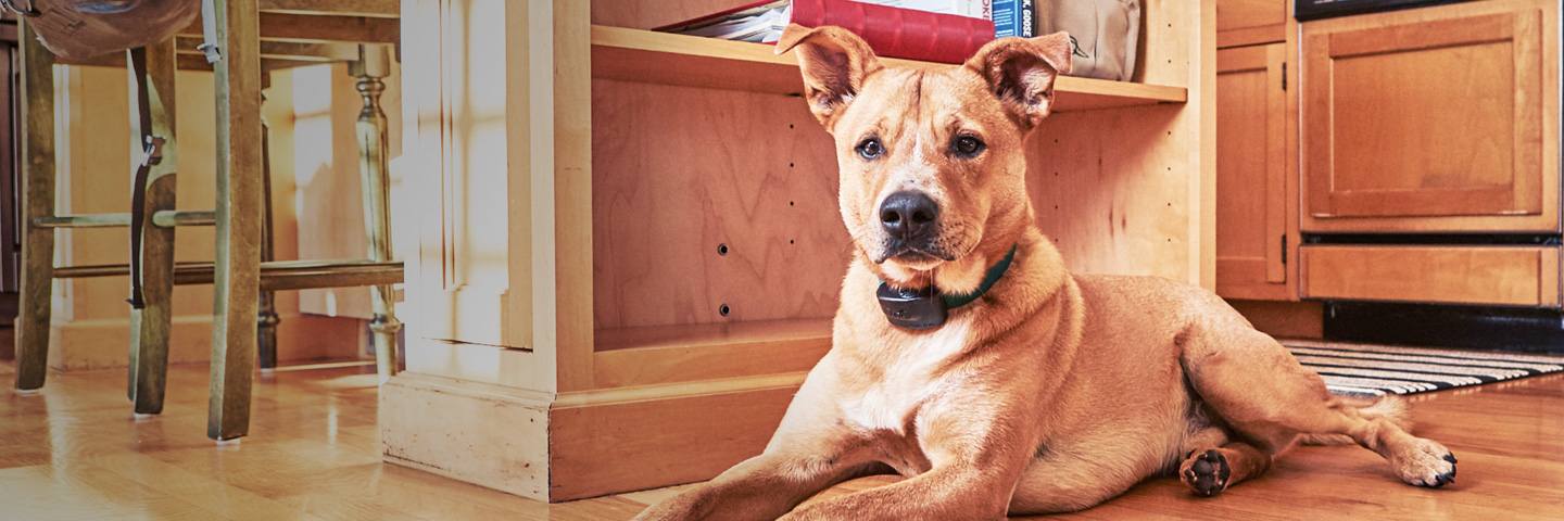 DogWatch of the Piedmont, Oak Park, VA | Indoor Pet Fences Slider Image